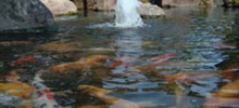 Carps in the pond at our plant site using purified waste water.